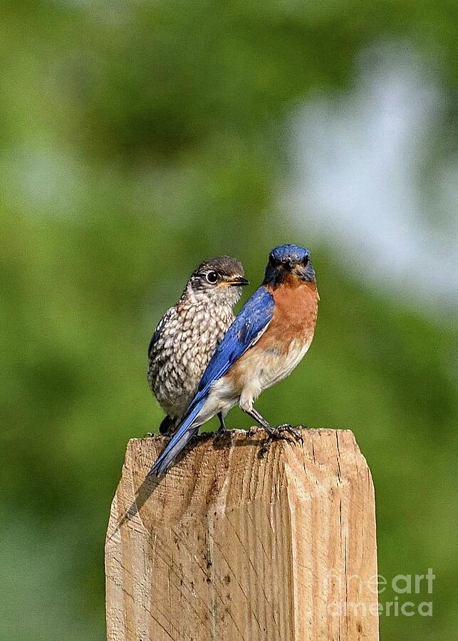 Lesson Of A Bluebird Photograph