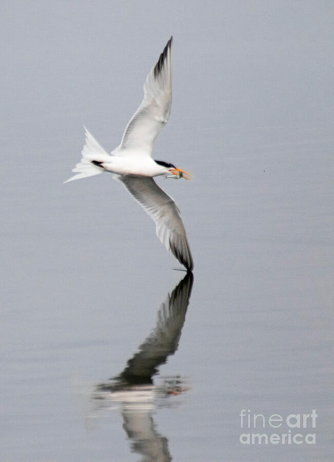 Lest Tern with Fish Photograph by Ruth Jolly