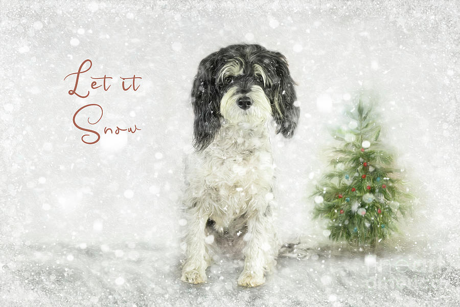 Let it Snow Photograph by Amy Dundon