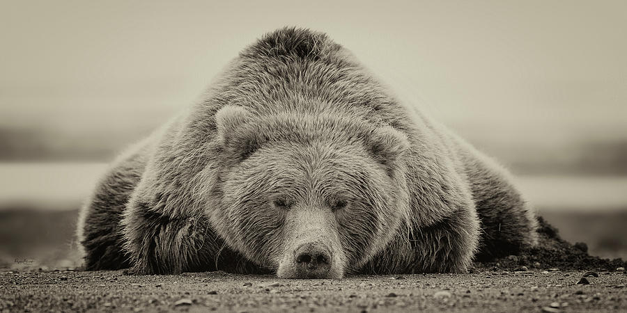 Let Sleeping Bears Lie Photograph by Phyllis Burchett