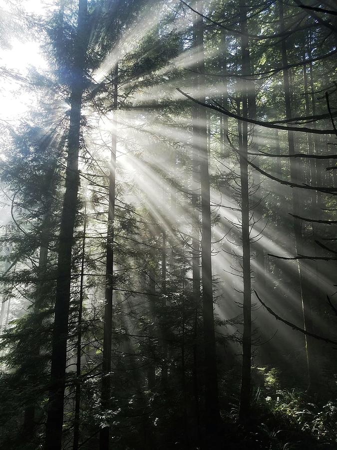 Let the Light Shine Through Photograph by Devan Ballard - Fine Art America