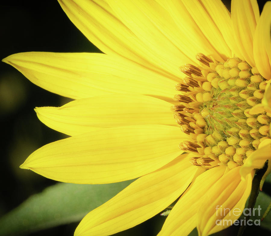 Fall Photograph - Let the Sunshine In by Maresa Pryor-Luzier
