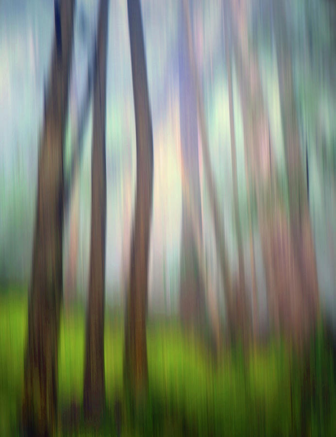 Let Us Dream in the Forest Together Digital Art by Tara Turner