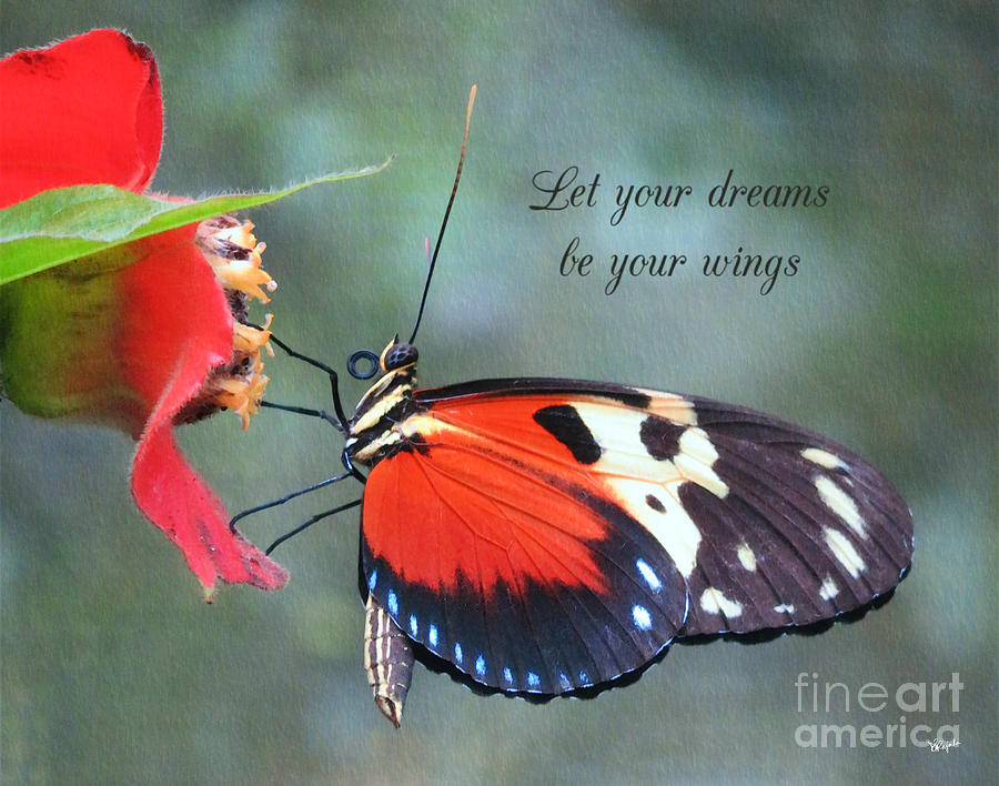 Let your Dreams be your wings Photograph by Diana Rajala