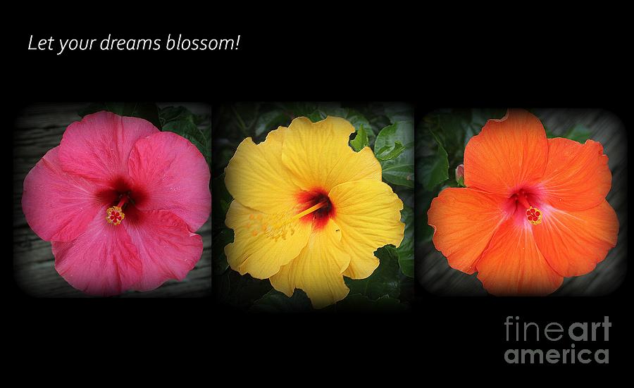 Let Your Dreams Blossom - A Hibiscus Triptych Photograph by Dora Sofia Caputo