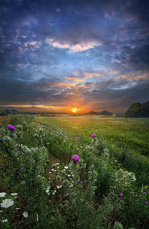 Let Your Life Speak Photograph by Phil Koch