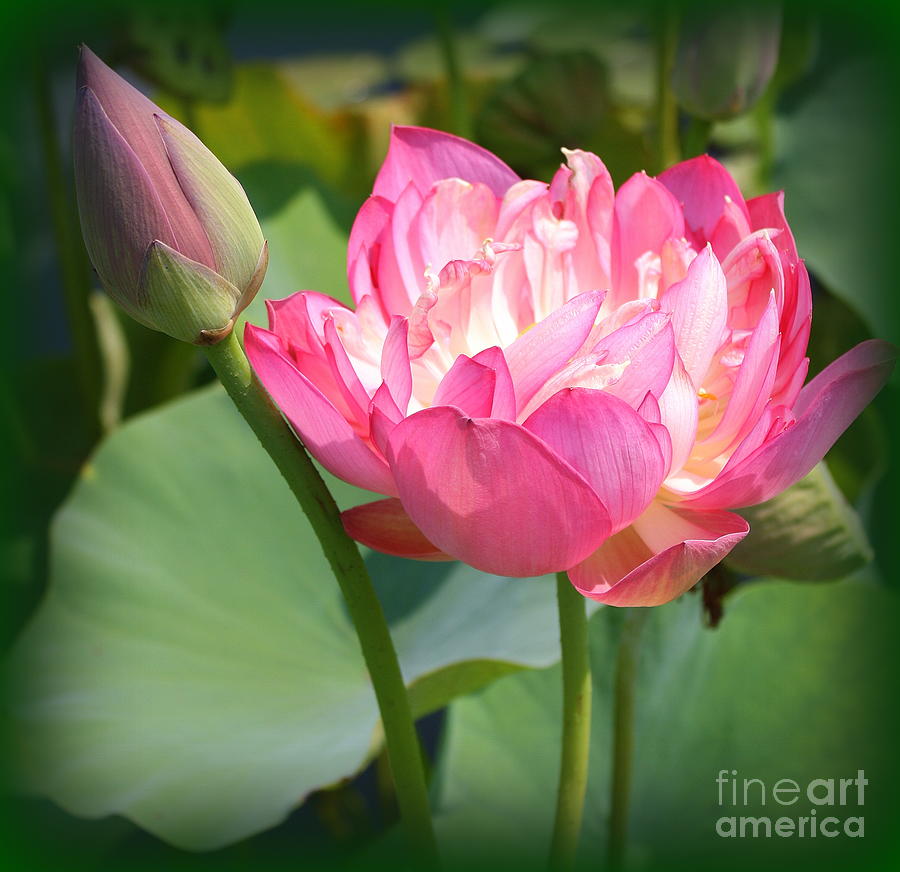 Let Your Life Unfold - Water Lily Photograph by Dora Sofia Caputo