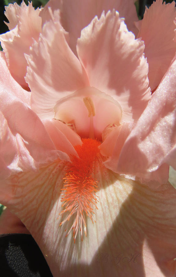 Let Your Light Shine Iris - Garden Favorites - Flower Photography - Iris Photograph by Brooks Garten Hauschild