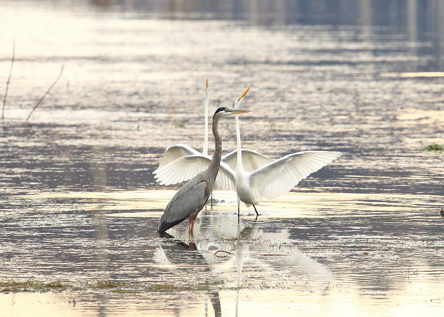 Let's Dance - Great Egrets Engaging a Great Blue Heron Photograph by ...