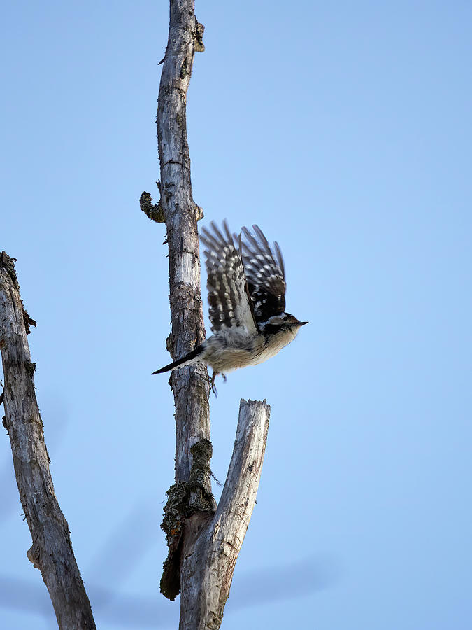 Lets go my friend. Lesser spotted woodpecker Photograph by Jouko Lehto