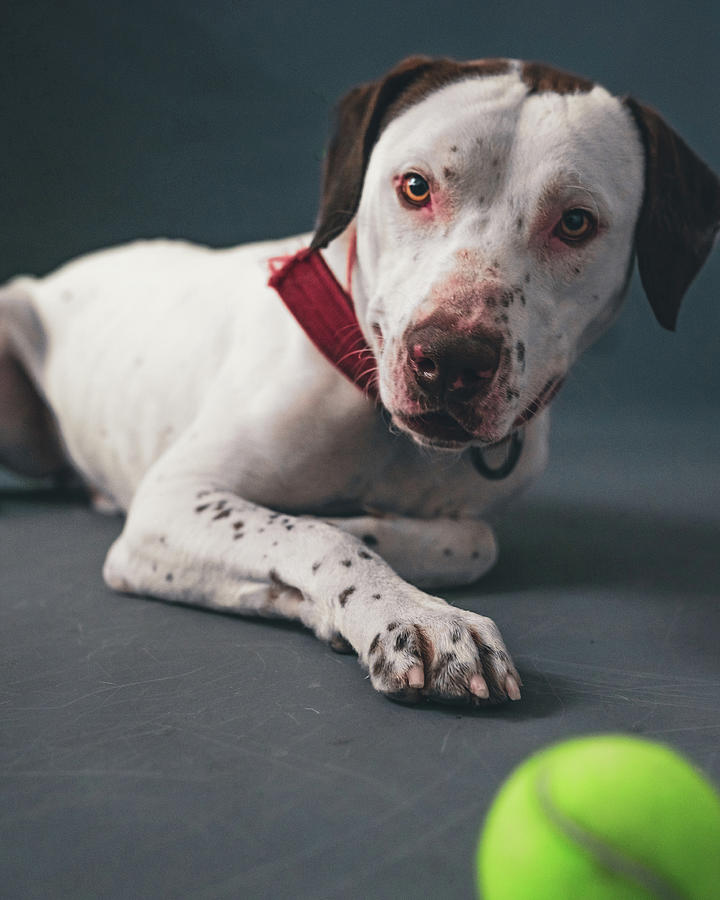 Lets play fetch Photograph by Dylan Jarvis - Fine Art America