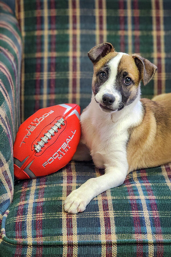 Lets Play Football Photograph by Diane Moller Lets Play Football Photograph by Diane Moller