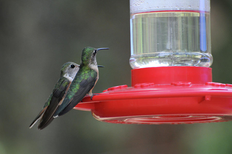 Lets Share, 2-Hummingbirds, Northern Colorado Photograph by Richard Porter