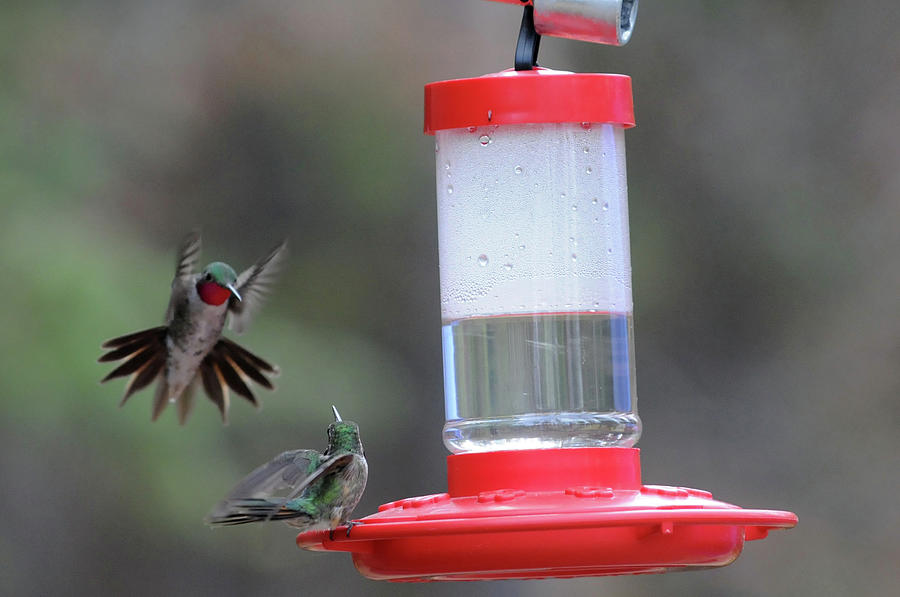 Lets Share-Hummingbirds, Northern Colorado Photograph by Richard Porter