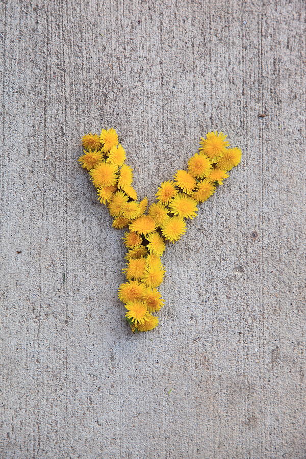 Letter Y for Yellow flower Photograph by D. Sharon Pruitt Pink Sherbet Photography