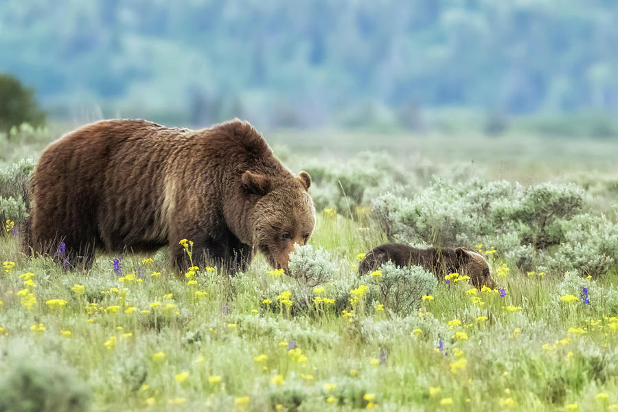 Letting the Cub Lead -Grizzly 399 Photograph by Belinda Greb