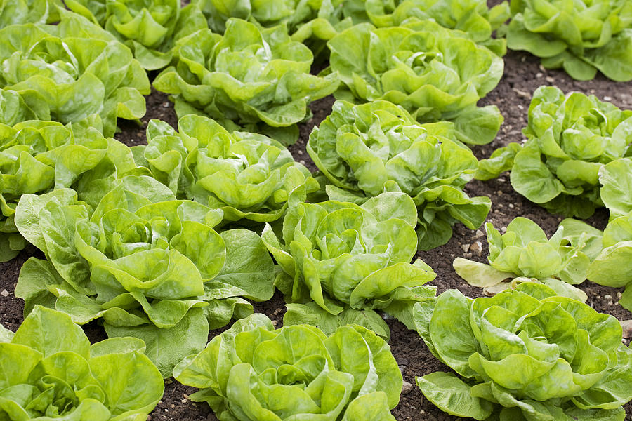 Lettuce Photograph by Andrew Dernie