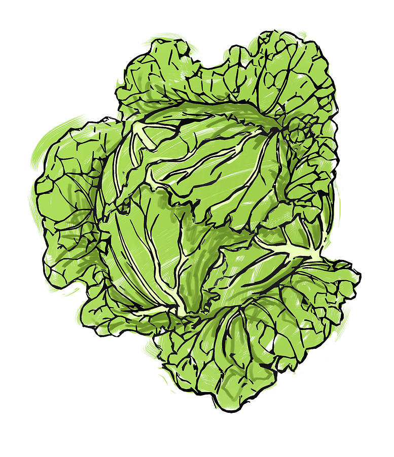 Lettuce Digital Art by Emily Stokes - Fine Art America