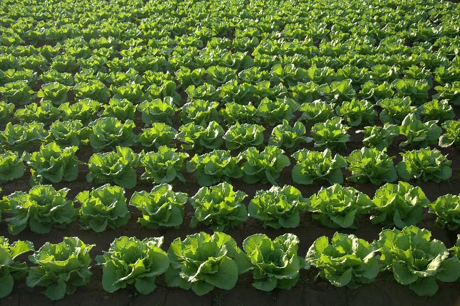Lettuce Field Photograph by Miguel Sotomayor