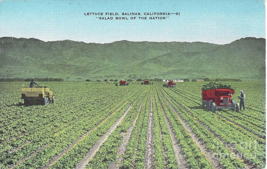 Lettuce Field- Salinas, CA. Photograph by Boronda History Center - Fine ...