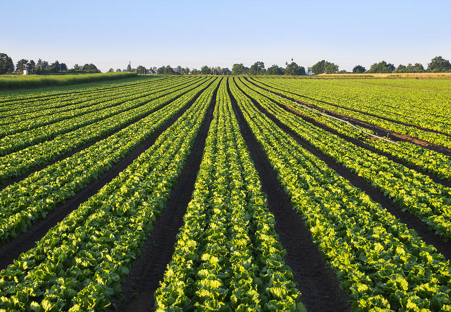 Lettuce field Photograph by Westend61