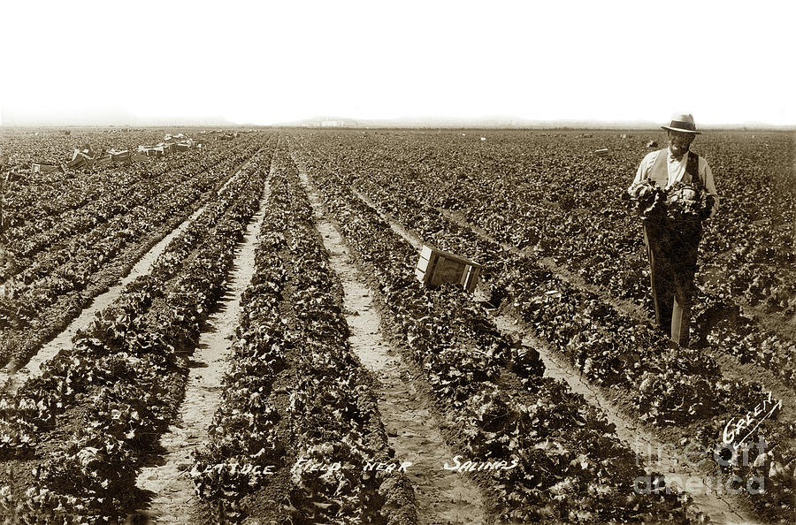 Lettuce Fields Photograph - Lettuce Fields Near Salinas, California Circa 1940 by Monterey County Historical Society