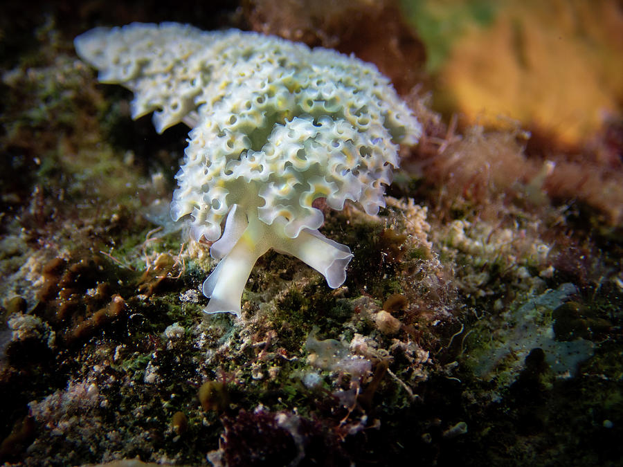 Lettuce leaf sea slug Photograph by Brian Weber