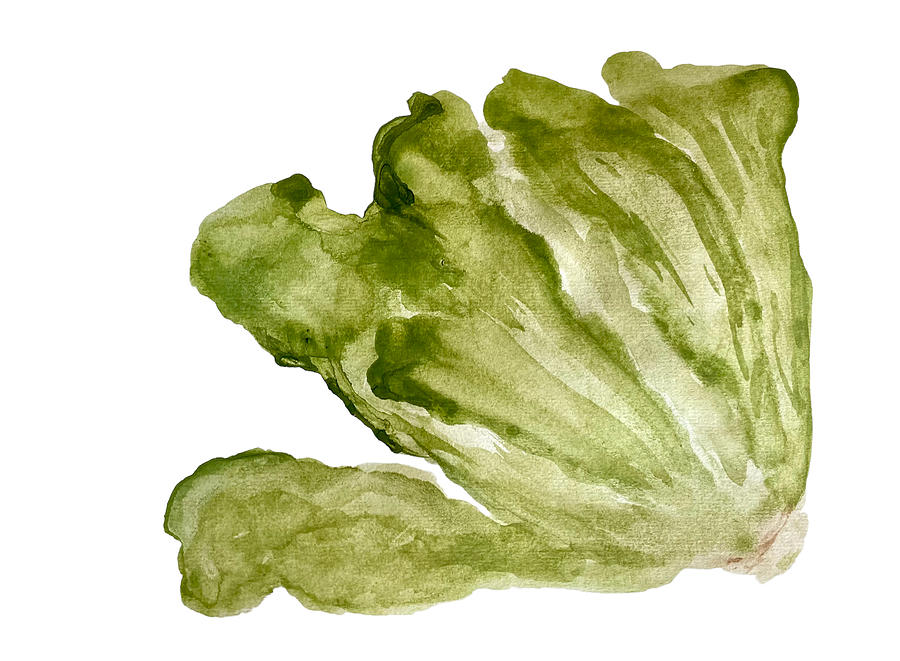 Lettuce Painting by Melinda Sue Curtice-Coburn - Fine Art America