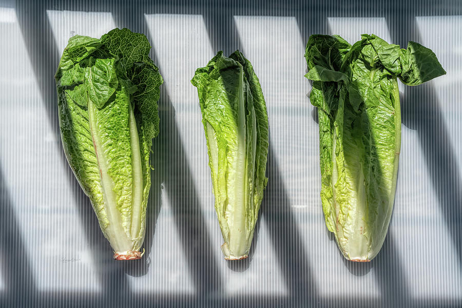 Lettuce Three Photograph by Sharon Popek
