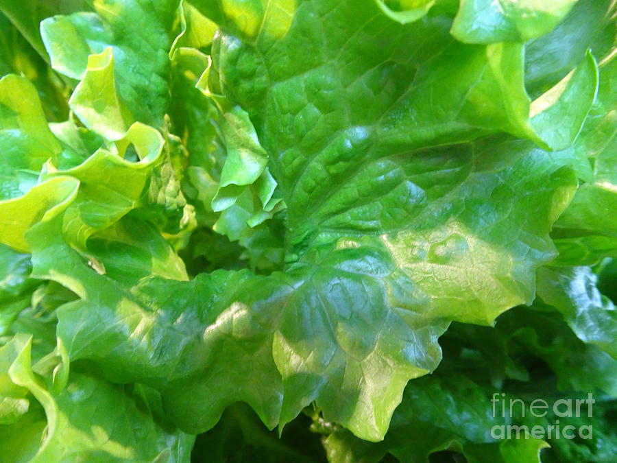 Lettuce Wrap Pyo Photograph