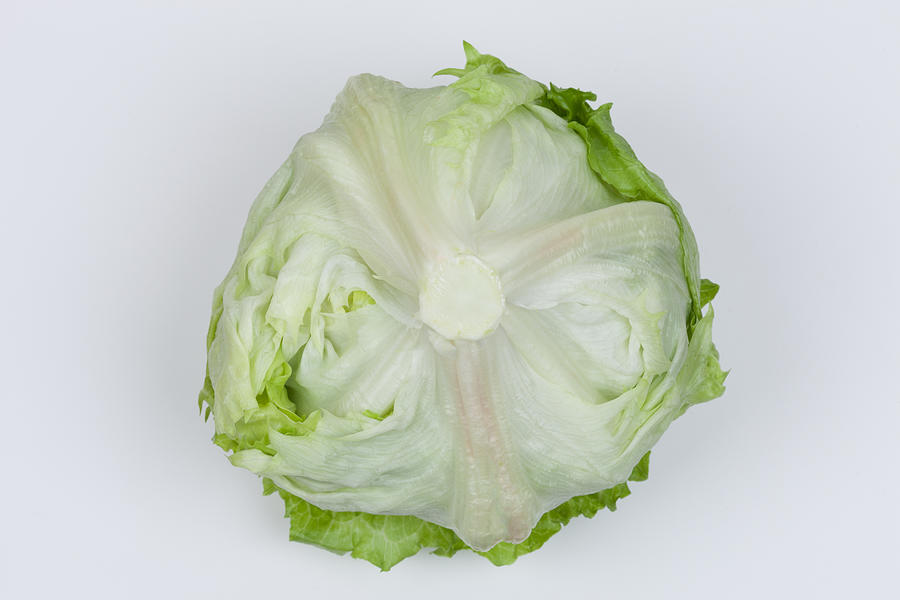 Lettuce Photograph by Y-studio