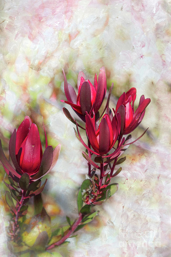 Leucadendron 3 Photograph by Elaine Teague