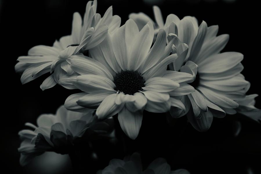 Leucanthemum Blossoms In Black And White Photograph