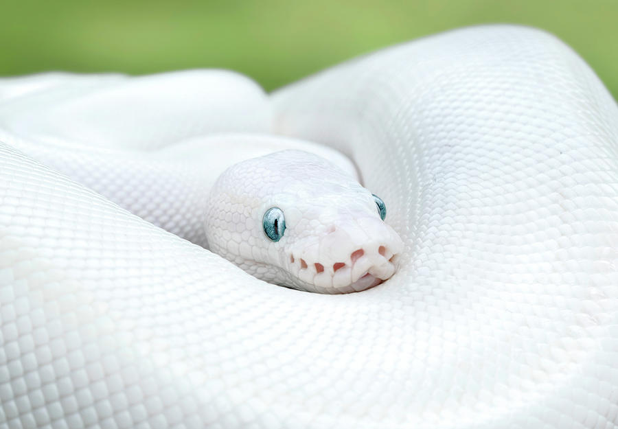 Python Photograph - Leucistic Ball Python Snake by Mark Kostich
