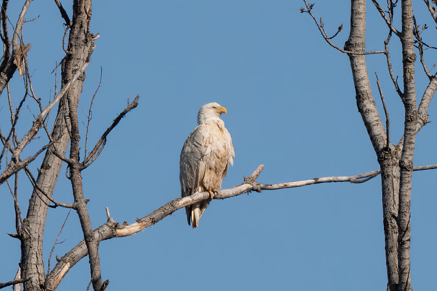 Leucistic Eagle Photograph by James Barber
