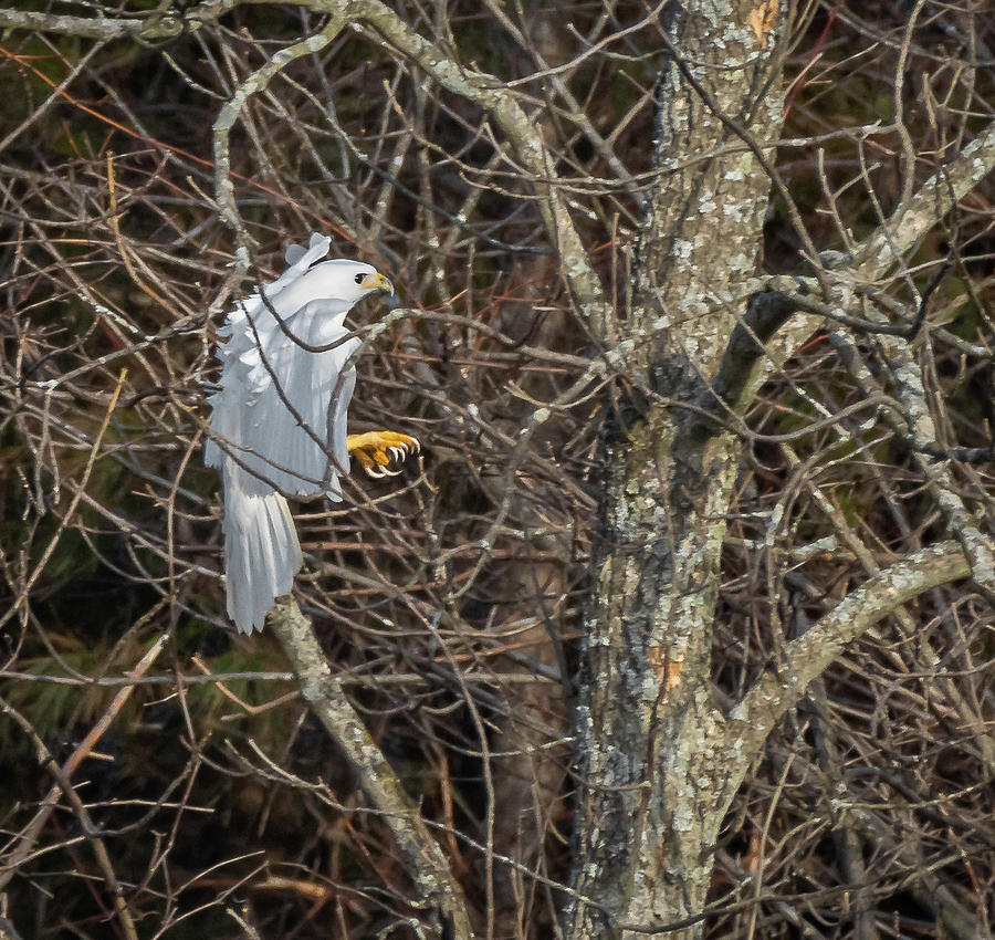 Leucistic Hawk Photograph by Sandy Roe