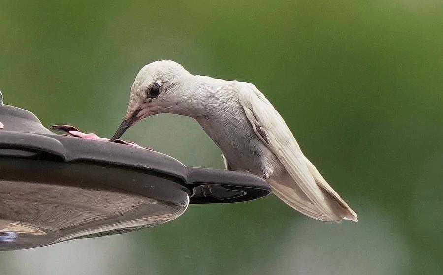 Leucistic Hummingbird Photograph by Dennis Boyd