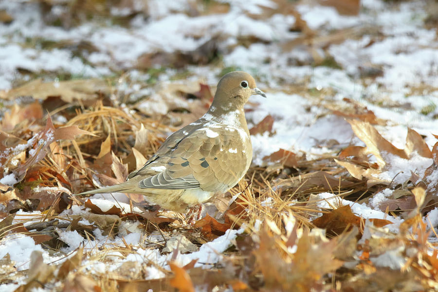 Leucistic Mourning Dove Photograph by Brook Burling