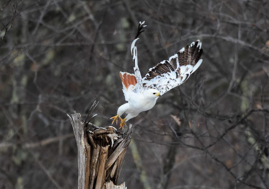 Leucistic Red Tail Hawk Take Off Photograph By Jo-ann Matthews