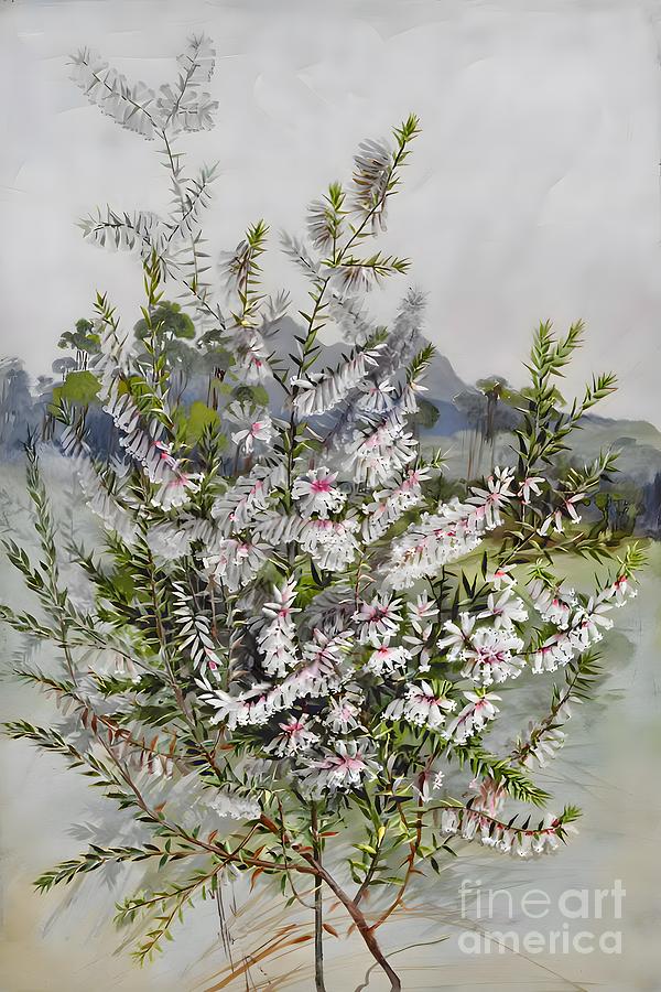 Leucopogon biflorus RBr family Ericaceae Painting by From Natures Arms ...