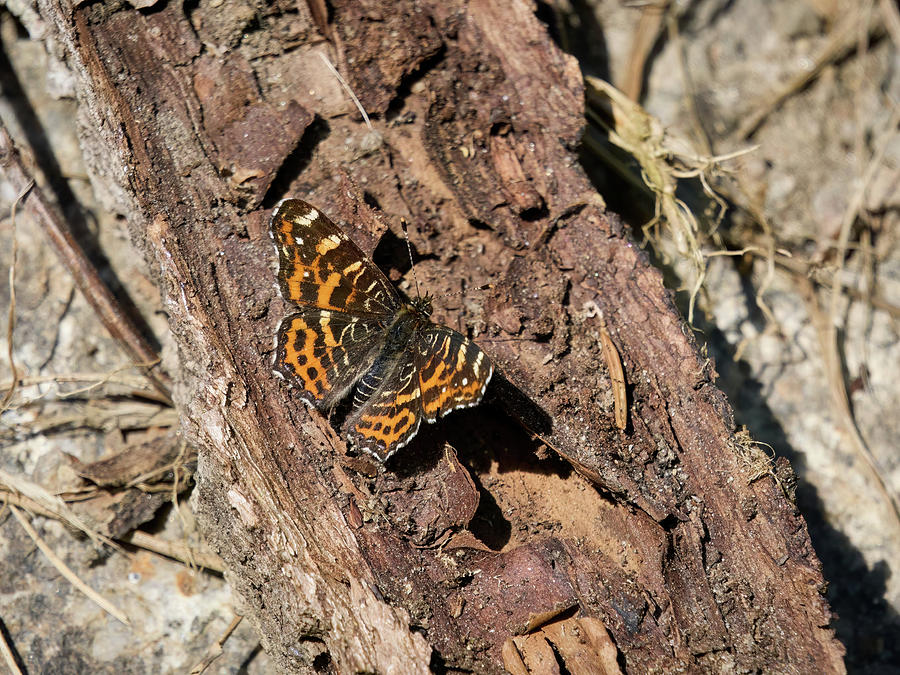 Levana life. Map butterfly Photograph by Jouko Lehto
