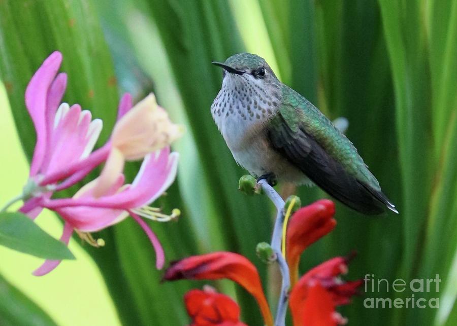 Level with Gorgeous Hummingbird Photograph by Carol Groenen