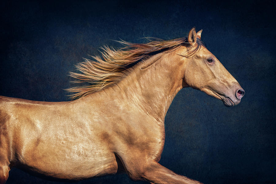 Levi - Horse Art Photograph by Lisa Saint