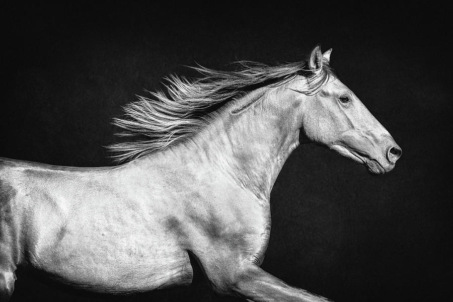 Levi II - Horse Art Photograph by Lisa Saint