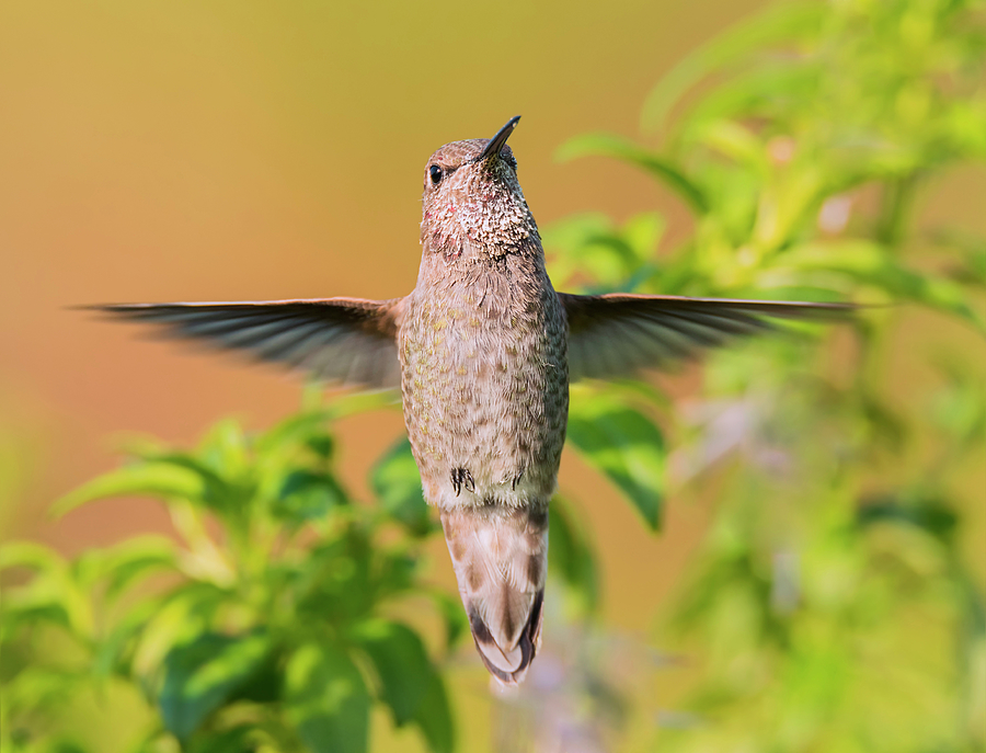 Levitating Hummingbird Photograph by Loree Johnson