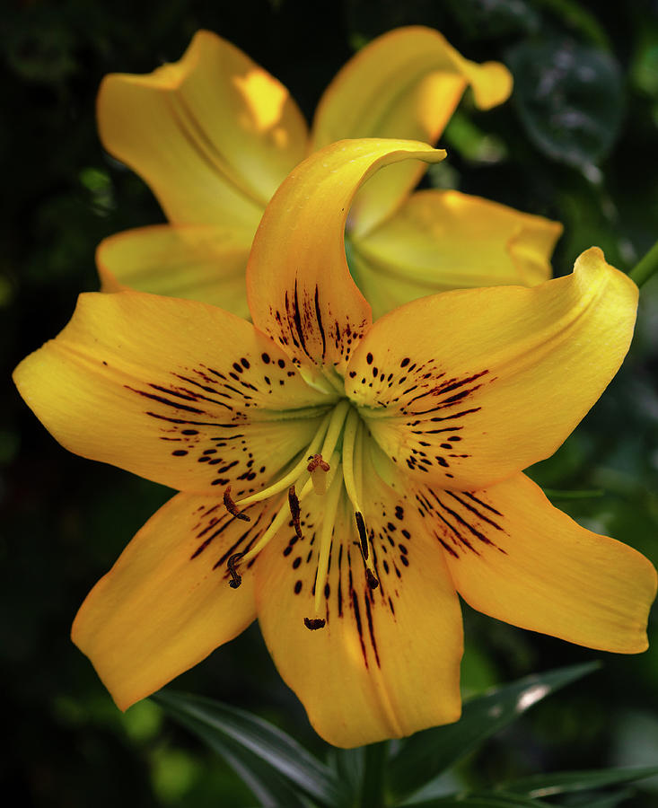 Lewes Lily Photograph by Robert Pilkington