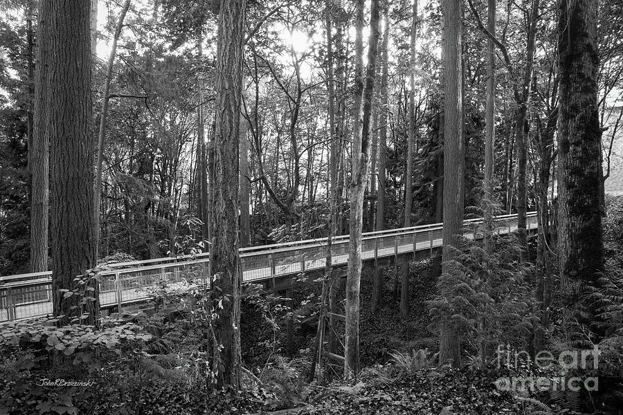 Lewis and Clark College Ravine Photograph by University Icons
