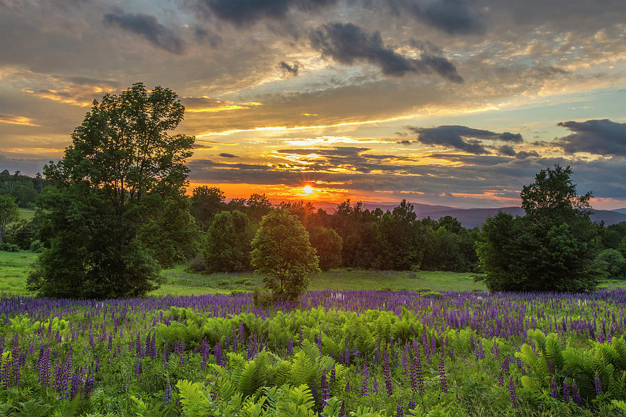 Lewis Hill Lupine Spring Sunset Photograph by White Mountain Images