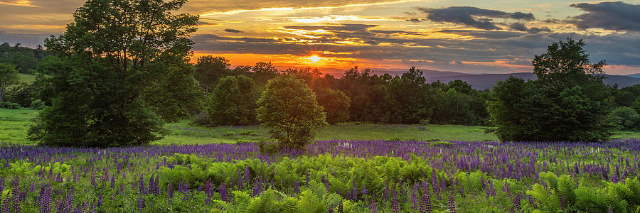 Lewis Hill Lupine Spring Sunset Panorama Photograph by White Mountain Images