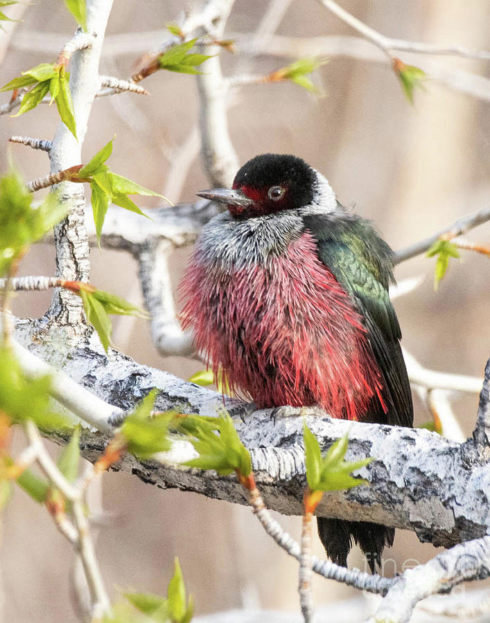 Lewiss Woodpecker Photograph by Dennis Hammer